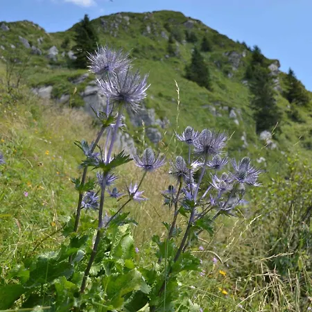 Daire Apartmaji Nad Potokom Zelezniki