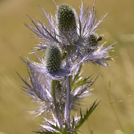 Daire Apartmaji Nad Potokom