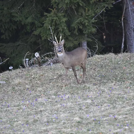 Apartmaji Nad Potokom * Zelezniki