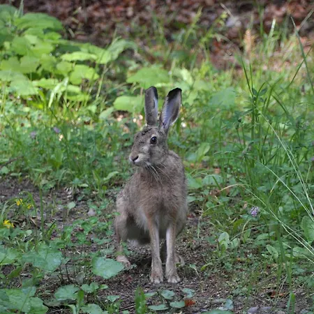 Apartmaji Nad Potokom Daire Zelezniki