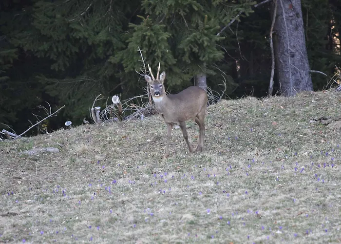Apartmaji Nad Potokom * 젤레즈니키
