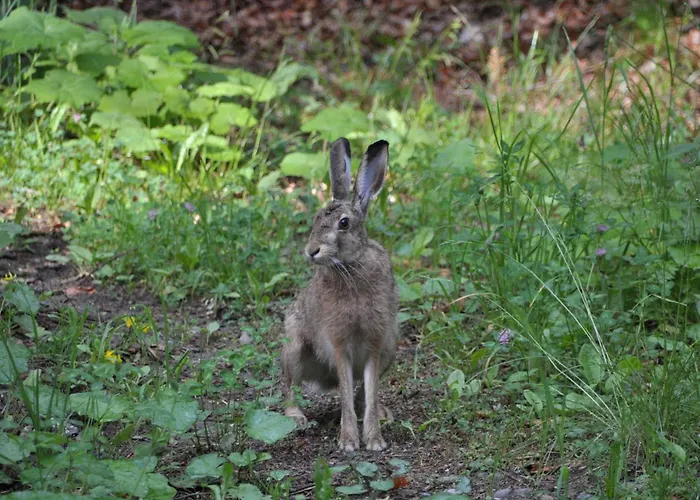 Apartmaji Nad Potokom Apartment Zelezniki